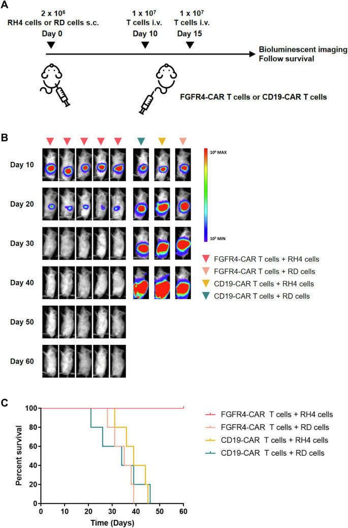 Fig. 4: Fibroblast growth factor receptor 4 (FGFR4) chimeric antigen receptor-modified T cells specifically eliminate human FGFR4-overexpressing rhabdomyosarcoma (RMS) in xenograft models.
