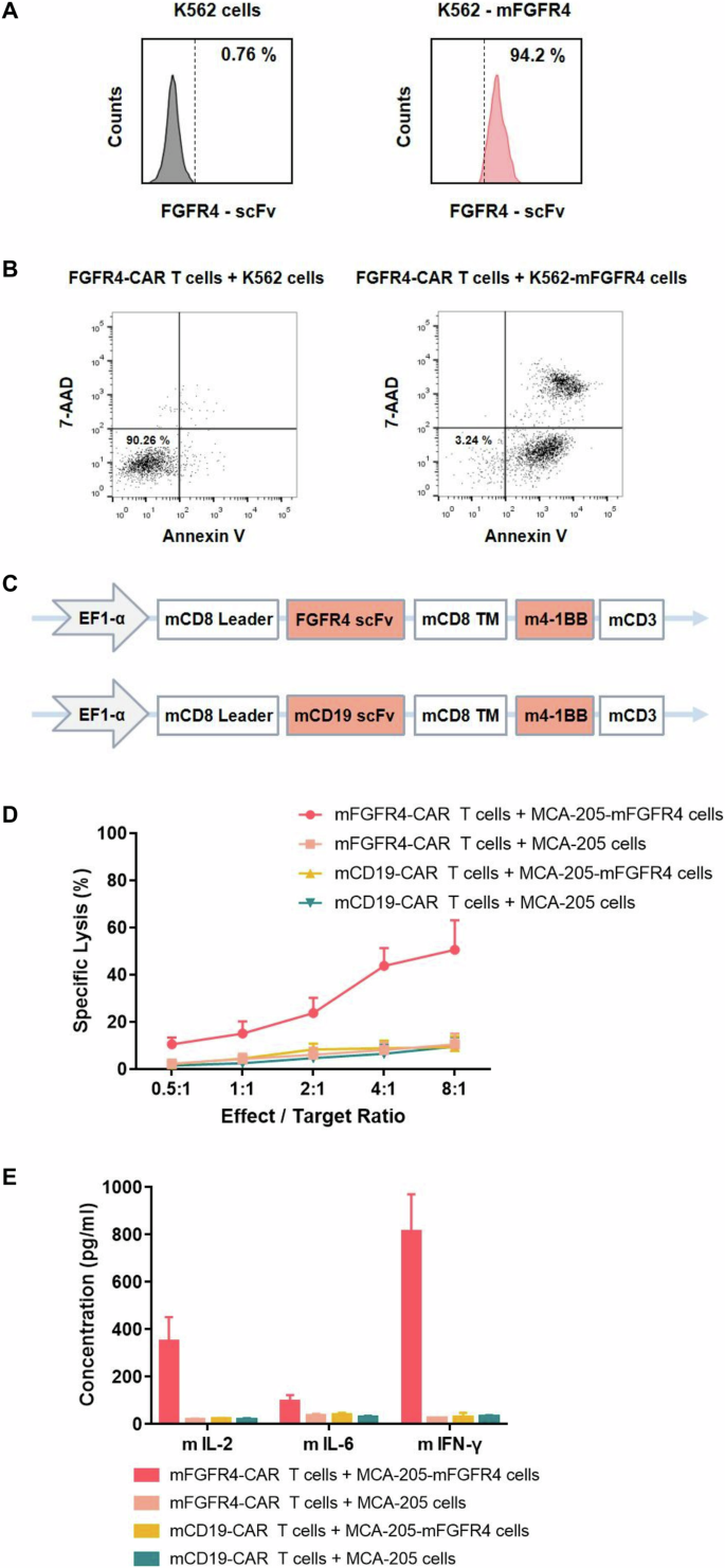 Fig. 6: Murine fibroblast growth factor receptor 4 (mFGFR4) chimeric antigen receptor (CAR)-modified T cells specifically lyse mFGFR4-overexpressing tumor cells.