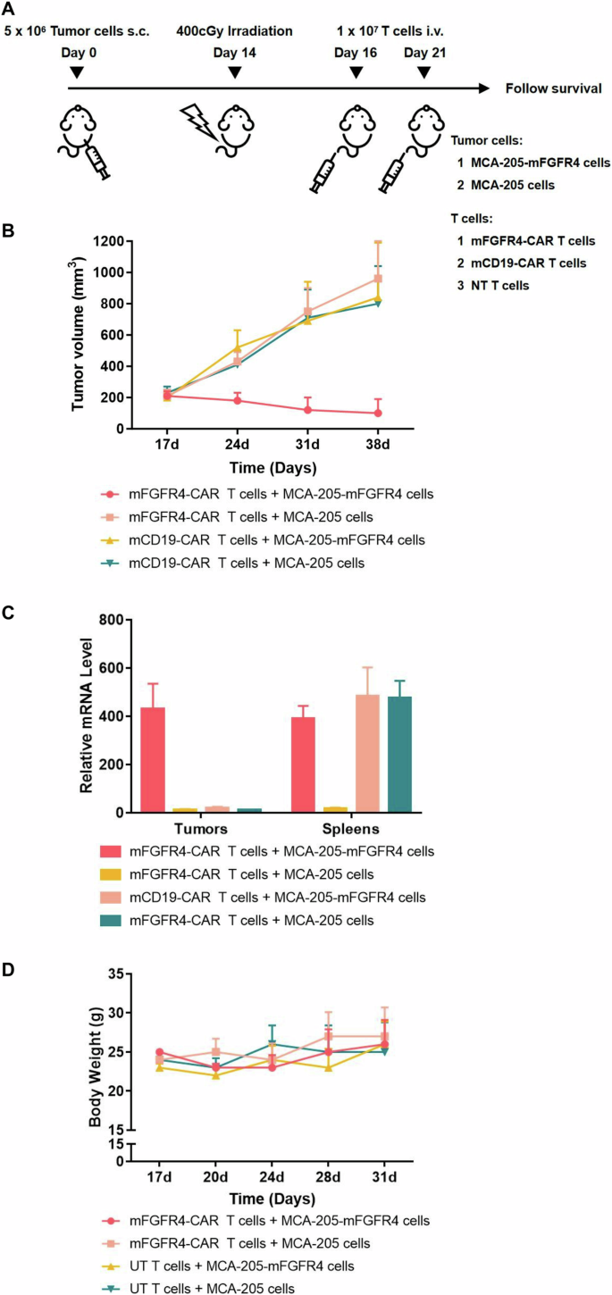 Fig. 7: Murine fibroblast growth factor receptor 4 (mFGFR4) chimeric antigen receptor (CAR)-modified T cells inhibit tumor growth without severe toxicity in immunocompetent mice.