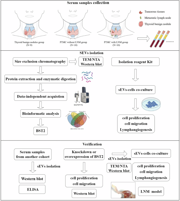 Fig. 1: Schematic diagram of the experimental workflow used in the study.