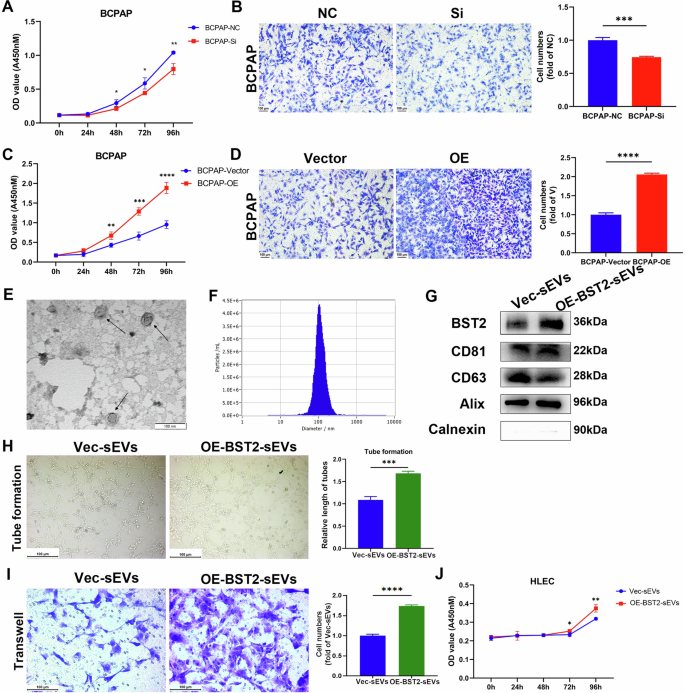 Fig. 5: SEVs loaded with a large amount of BST2 contribute to PTC cell growth and lymphangiogenesis.