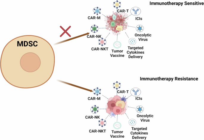 Fig. 1: MDSCs resist cancers to immunotherapies.