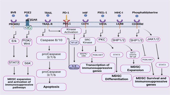 Fig. 2: Key signaling pathways involve MDSC checkpoints.