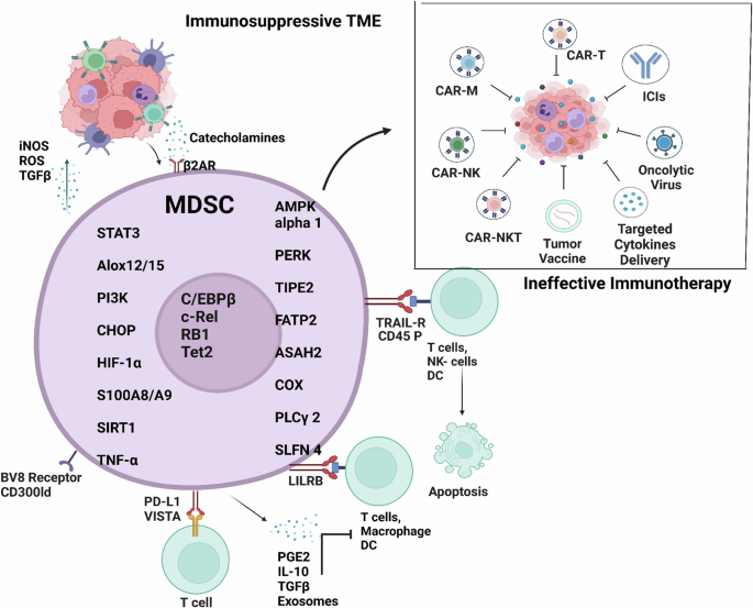 Fig. 3: Immunosuppressive TME formed by MDSC checkpoints leads to ineffective immunotherapies.