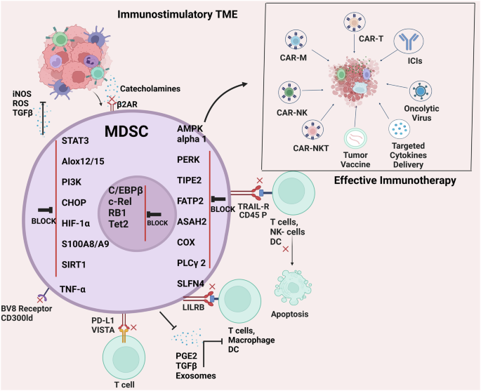 Fig. 4: Immunostimulatory TME by MDSC checkpoint blockade therapy sensitizes cancers to immunotherapies.