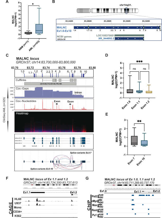 Fig. 1: LncRNA MALNC, highly expressed in AML, is multi-exonic and polyadenylated.