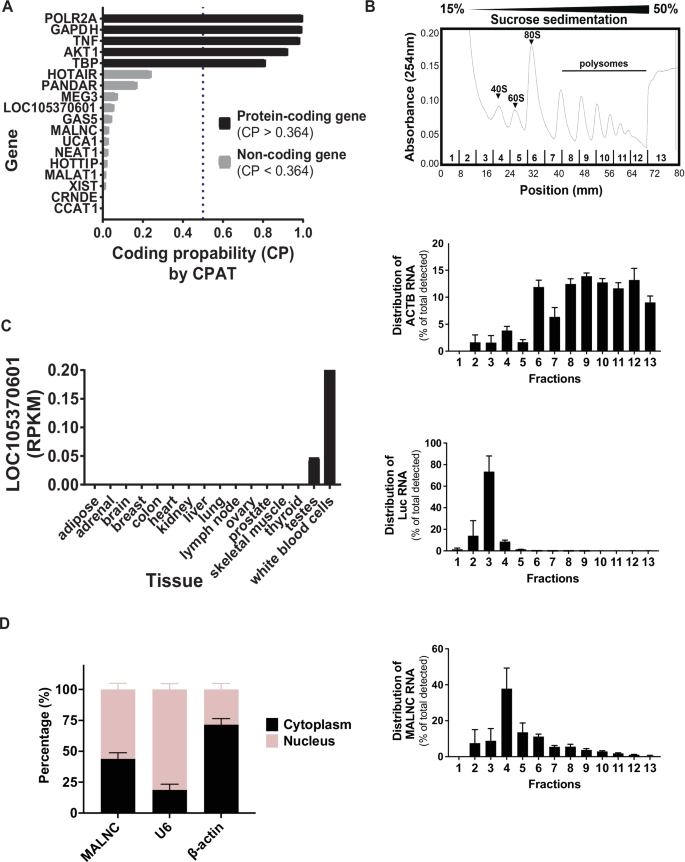 Fig. 2: MALNC is a non-coding RNA specifically expressed in bone marrow.