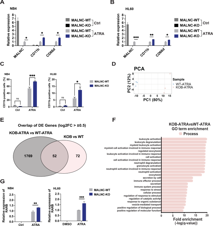 Fig. 6: MALNC affects ATRA-induced myeloid differentiation.