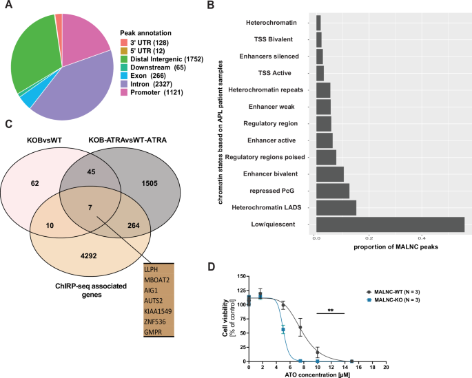Fig. 7: MALNC physically binds to the chromatin and depletion of MALNC sensitizes AML cells to arsenic trioxide treatment.