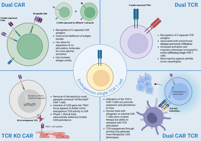 Fig. 1: Various permutations of CAR/TCR combinations on T cells.