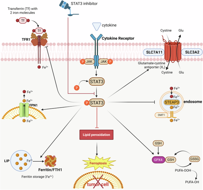 glutathione sulfur The effect of glutathione on glucosinolate biosynthesis through the sulfur  assimilation pathway in pakchoi associated with the growth conditions