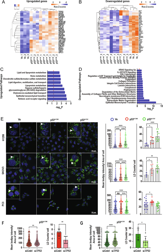 TP53 mutation at codon 179 metabolically reprograms cancer cells to promote  invasion | Cancer Gene Therapy