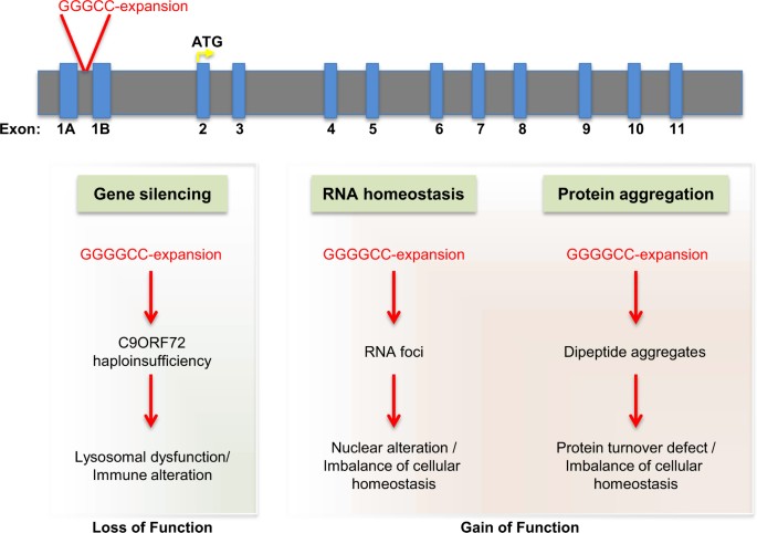 the genetics and non-cell autonomous mechanisms underlying | Cell Death & Differentiation