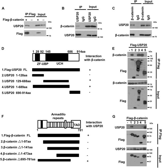 Usp Positively Regulates Tumorigenesis And Chemoresistance Through B Catenin Stabilization Cell Death Differentiation