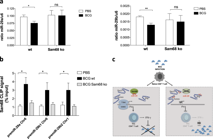 The RNA binding protein Sam68 controls T helper 1 differentiation and  anti-mycobacterial response through modulation of miR-29 | Cell Death &  Differentiation