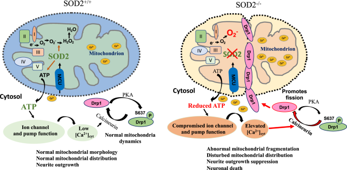 Calcium dysregulation mediates mitochondrial and neurite outgrowth  abnormalities in SOD2 deficient embryonic cerebral cortical neurons | Cell  Death & Differentiation