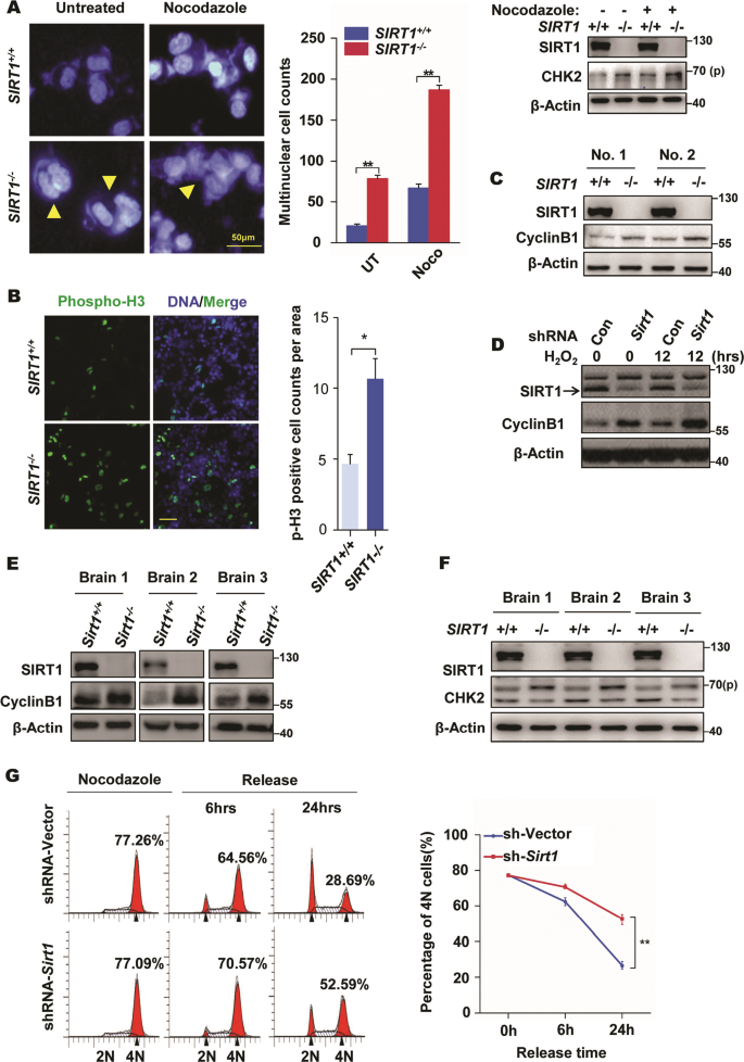 HN1 overexpression after Nocodazole Block (post-G2) using transient