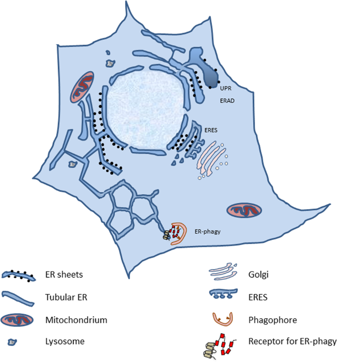 er phagy and human diseases cell death differentiation