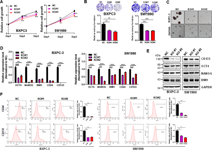 Fig. 5: DANCR KO suppresses cell proliferation and stemness-like properties of pancreatic cancer cells.