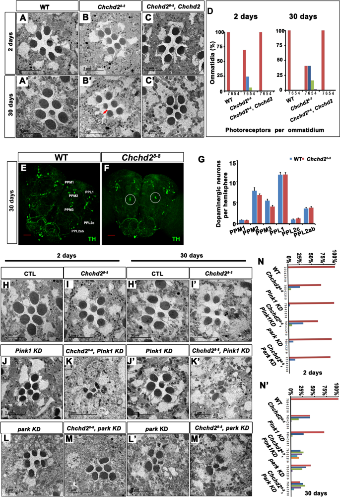 Chchd2 Regulates Mitochondrial Morphology By Modulating The Levels Of Opa1 Cell Death Differentiation