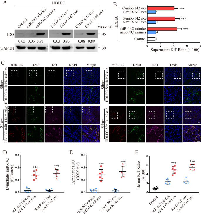 Fig. 3: CSCC-secreted exosomal miR-142-5p up-regulates lymphatic IDO expression.
