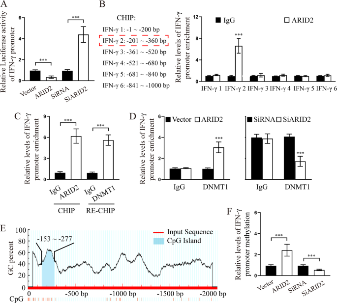Fig. 5: ARID2 enhances the methylation of IFN-γ promoter by recruiting DNMT1.