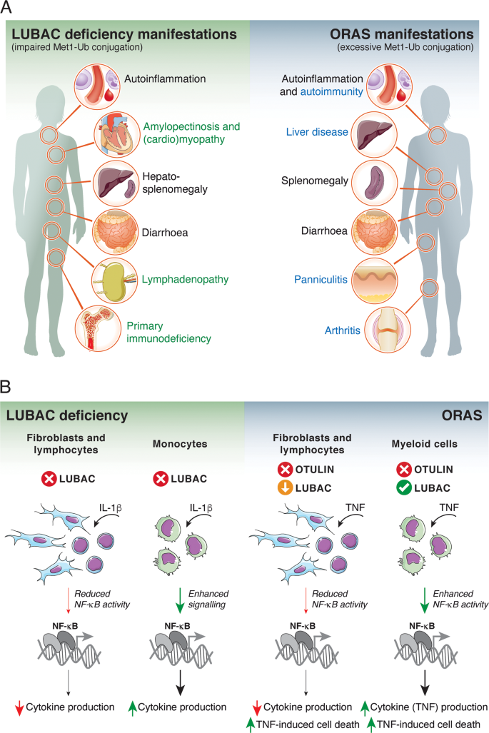 Met1 Linked Ubiquitin Signalling In Health And Disease Inflammation Immunity Cancer And Beyond Cell Death Differentiation