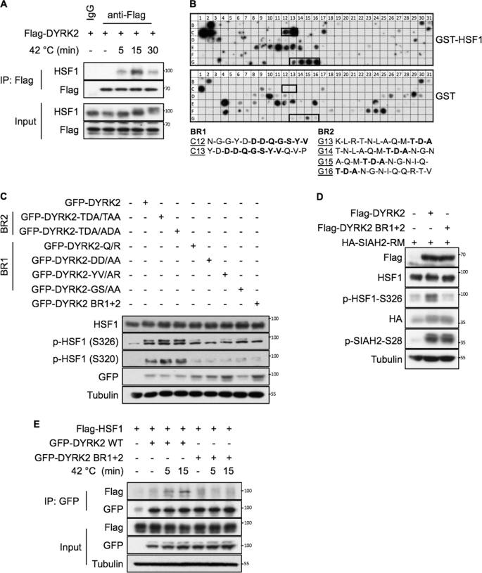 The Stress Responsive Kinase Dyrk2 Activates Heat Shock Factor 1 Promoting Resistance To Proteotoxic Stress Cell Death Differentiation