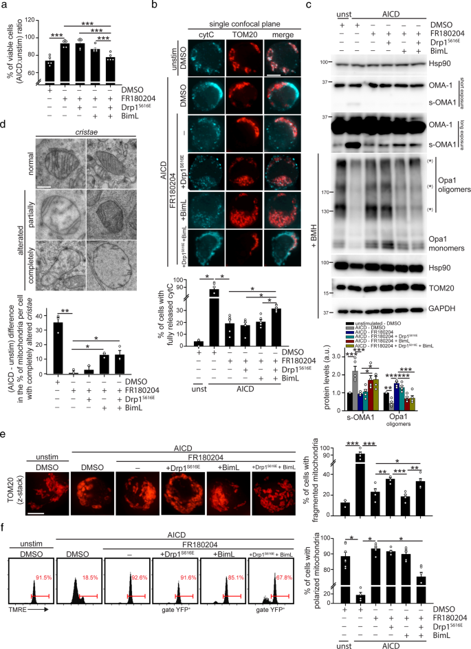 Fig. 4: Drp1 and Bim mediate AICD progression downstream of JNK1 and ERK1/2.