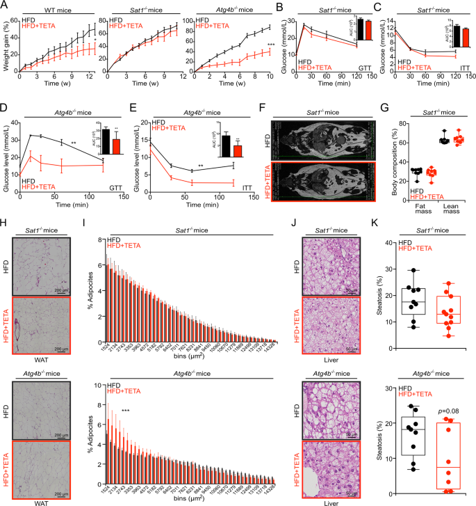 Adipose-specific SAT1 knockout mice develop late-onset obesity.