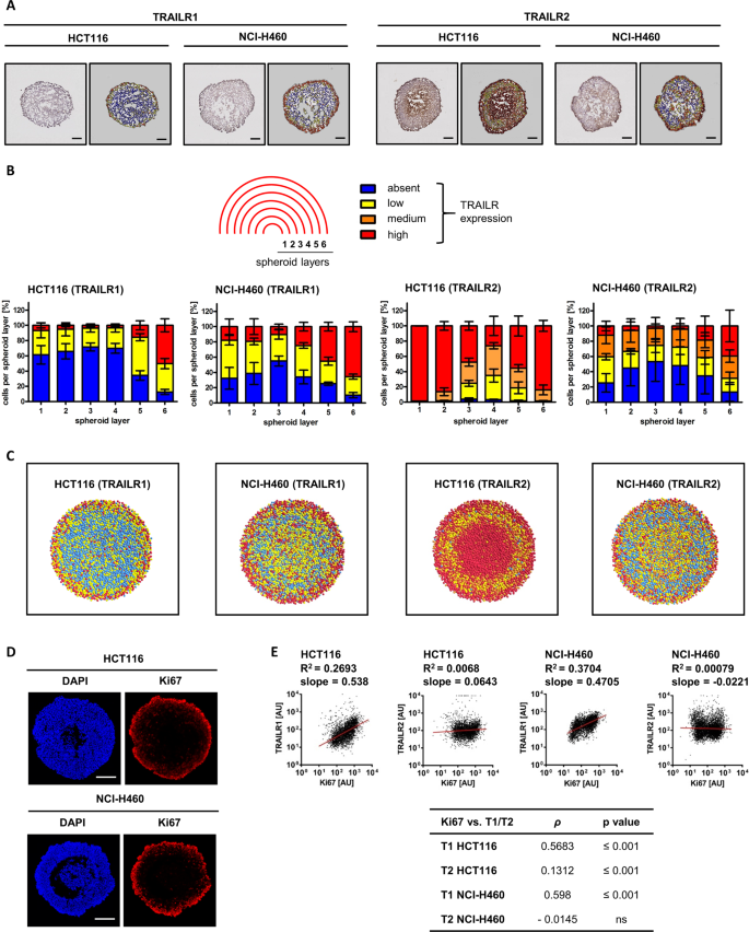 Fig. 2: Spatial patterns of TRAILR1/R2 expression correlate with TRAIL responsiveness in tumor cell spheroids.