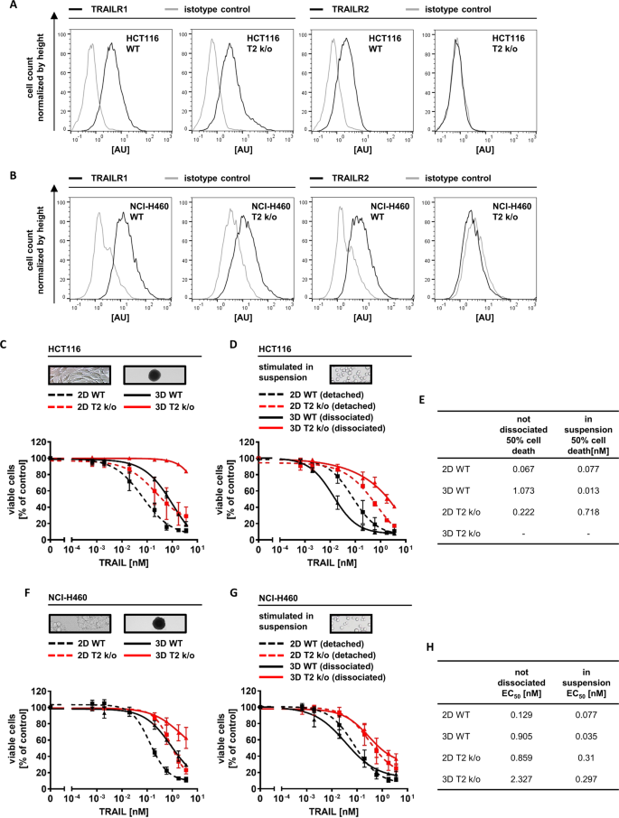 Fig. 3: TRAILR2 expression is essential for TRAIL hypersensitization within tumor cell spheroids.