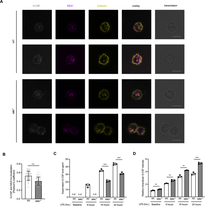 Fig. 7: MLKL associates with early endosomal marks during endosomal trafficking.