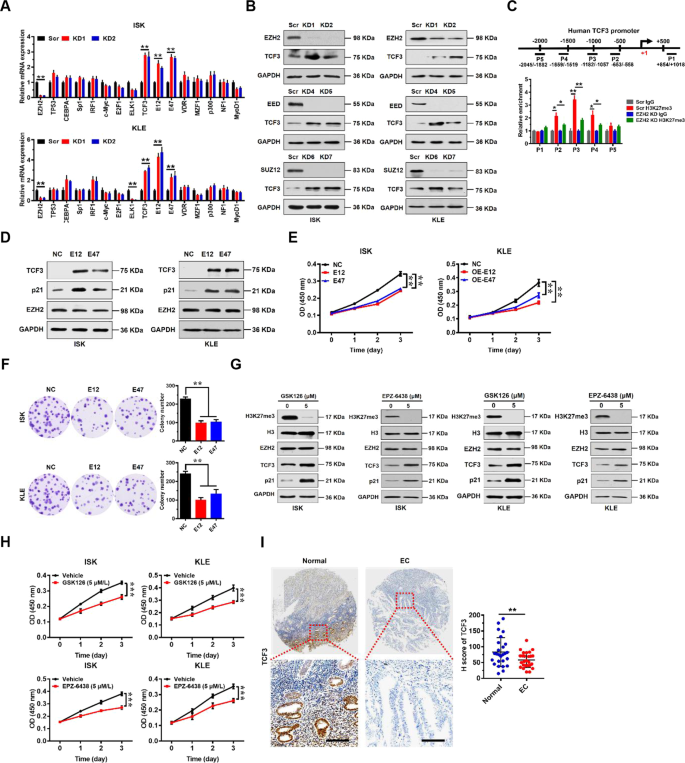Fig. 3: EZH2 directly regulates TCF3 which regulates p21 transcription in EC cells.