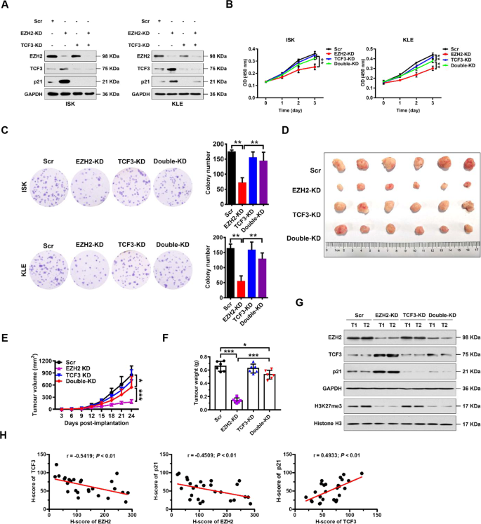 Fig. 4: EZH2 promotes proliferation of EC cells by directly repressing TCF3.