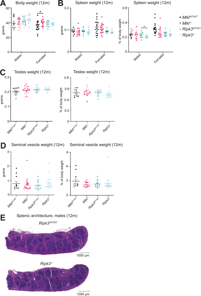 Fig. 1: Ripk3–/– male mice exhibit reduced spleen weight in comparison to wild-type littermate controls.