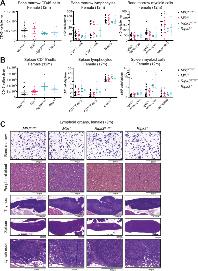 Fig. 4: Female Mlkl–/– mice have equivalent lymphocyte numbers in the spleen and bone marrow at 12 months of age.