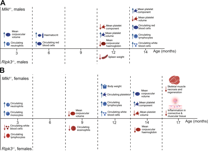 Fig. 6: Summary of the identified phenotypic differences in Mlkl–/– and Ripk3–/– mice compared with age- and sex-matched wild-type littermate controls.