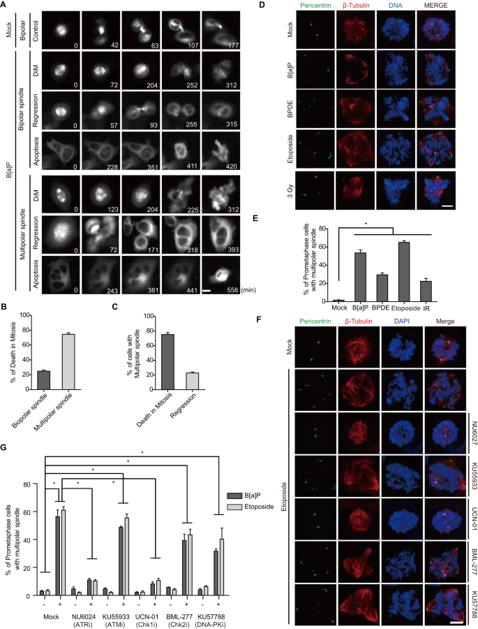 Hornerin mediates phosphorylation of the polo-box domain in Plk1 