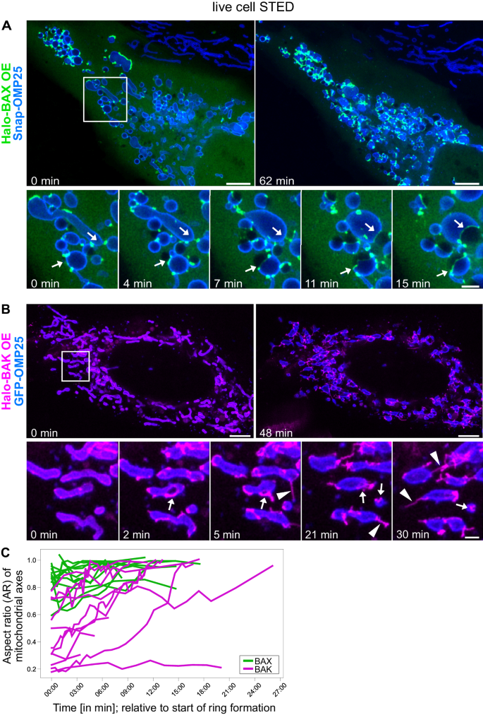 Fig. 1: BAX and BAK pores display differences in spatial and temporal dynamics.
