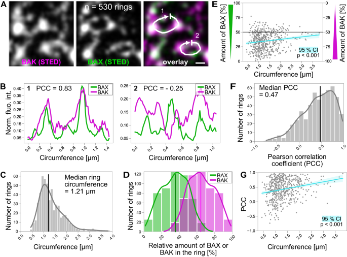 Fig. 4: BAX–BAK rings are heterogeneous in size and composition.
