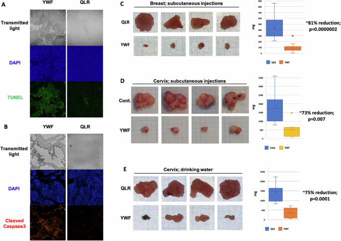 Fig. 5: YWF-induced proteasome nuclear sequestration results in cell death and tumor shrinkage.