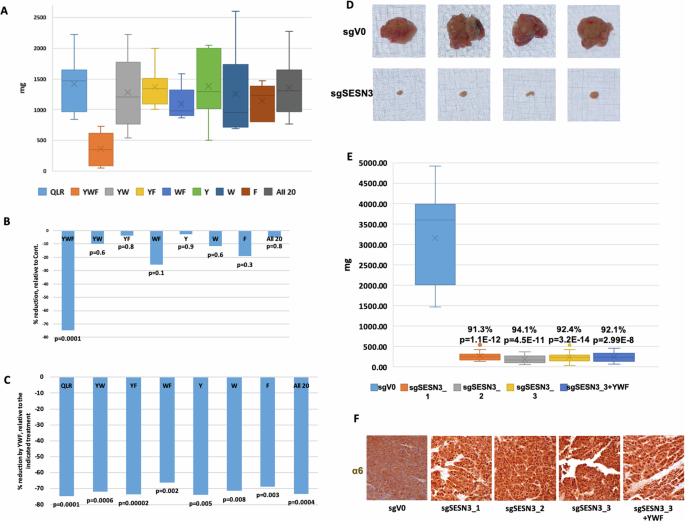 Fig. 6: SESN3, mediator of YWF sensing, is a pro-tumorigenic protein.