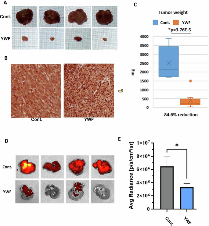 Fig. 8: Nuclear proteasome sequestration using YWF is effective against tumors of different origins, as well as metastasis.