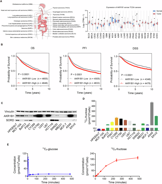 Fig. 1: AKR1B1 was widely expressed in multiple types of cancers and linked to active endogenous fructose biosynthesis in cancer cell lines.