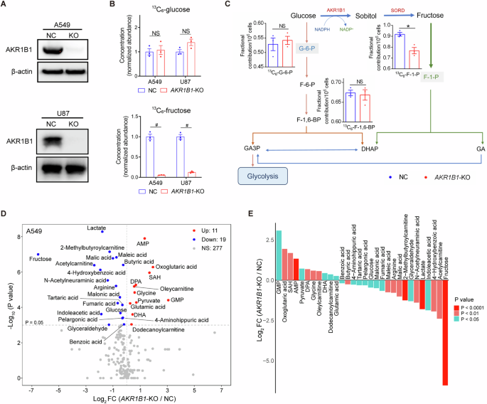Fig. 2: AKR1B1-mediated polyol pathway supplied endogenous fructose for cancer cell metabolism.