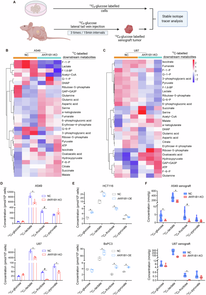 Fig. 3: AKR1B1-mediated endogenous fructose metabolism contributed to glycolysis in cancer cells both in vitro and in vivo.