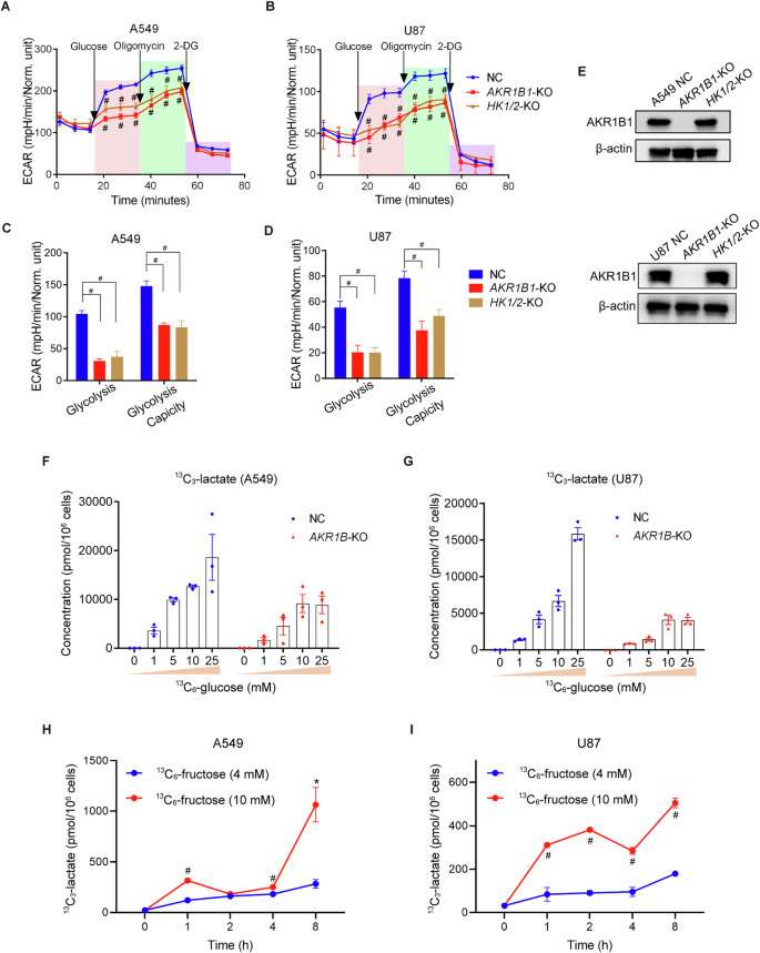 Fig. 4: AKR1B1-mediated endogenous fructose metabolism fueled excessive stimulation of glycolysis.