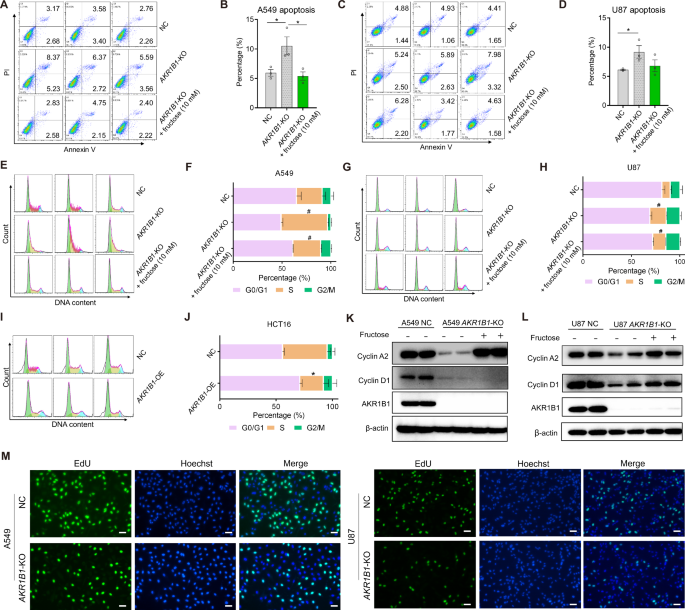 Fig. 6: Glucose-derived fructose mediated by AKR1B1 augmented cancer cell proliferation by hampering cell apoptosis and promoting S cell cycle progression.