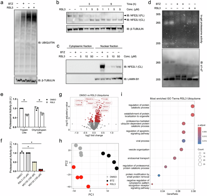 酸化ストレス:タンパク質のリサイクリングが細胞死を防ぐ仕組み(Oxidative stress: how protein recycling protects against cell death)